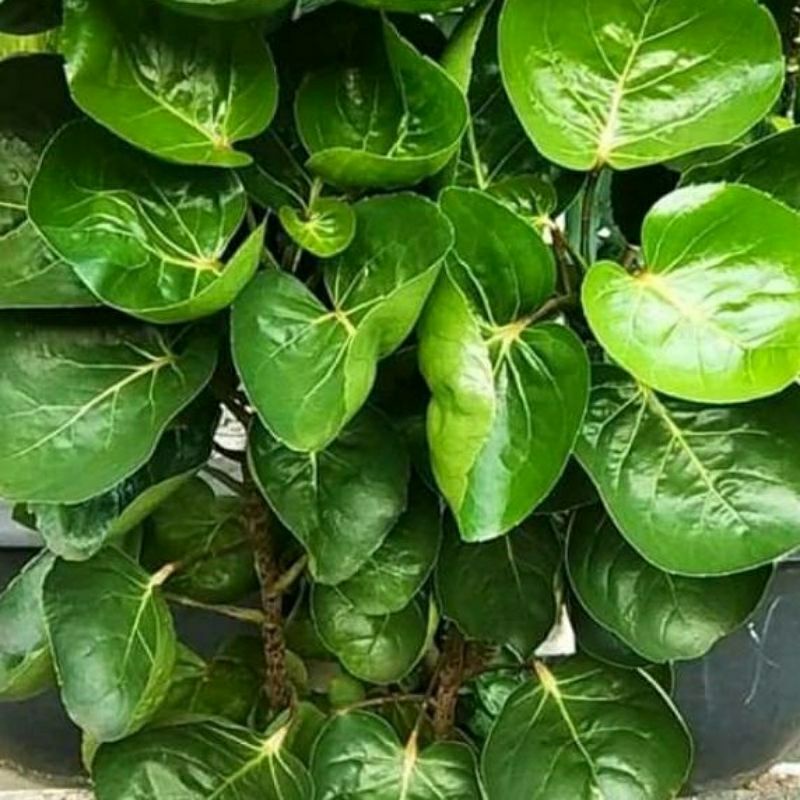 

Daun Mangkokan 100% Non pestisida