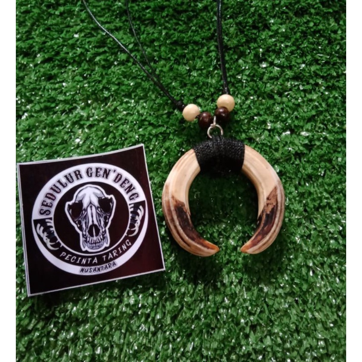 Kalung Taring babi asli 100% tarbi atas
