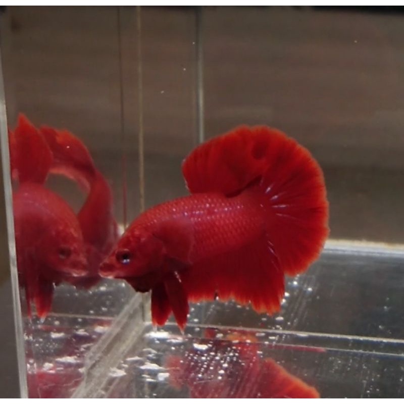 female  hmpk sr  + packing