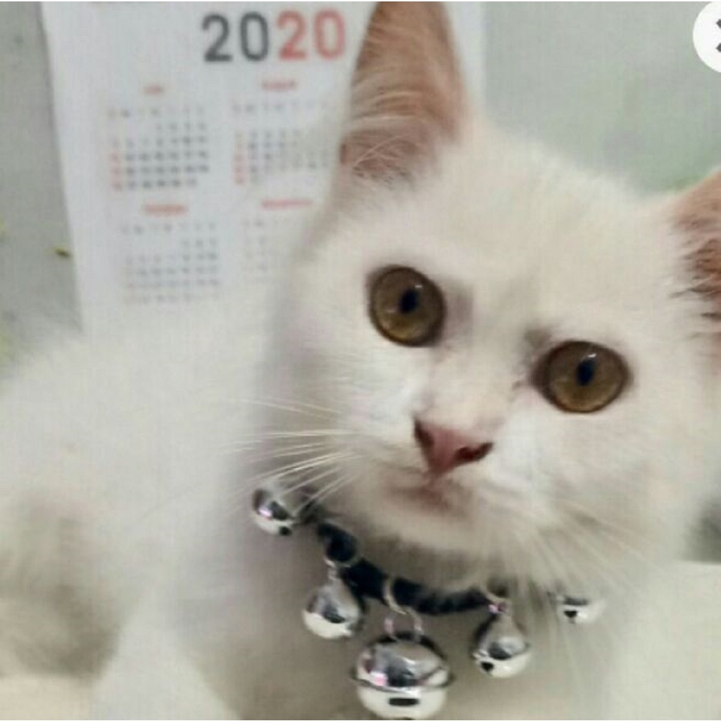 KALUNG KUCING ANYAMAN PUL LUNCING