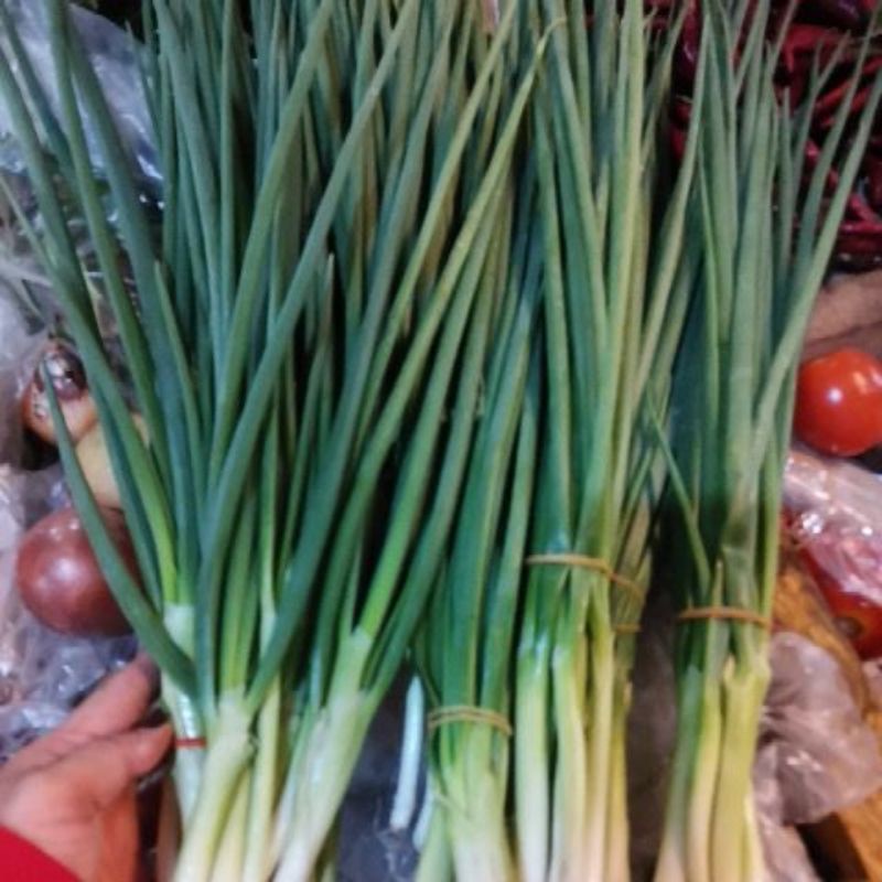 

DAUN BAWANG KECIL-KECIL/DAUN SOP/DAUN BAWANG PER IKATAN KECIl