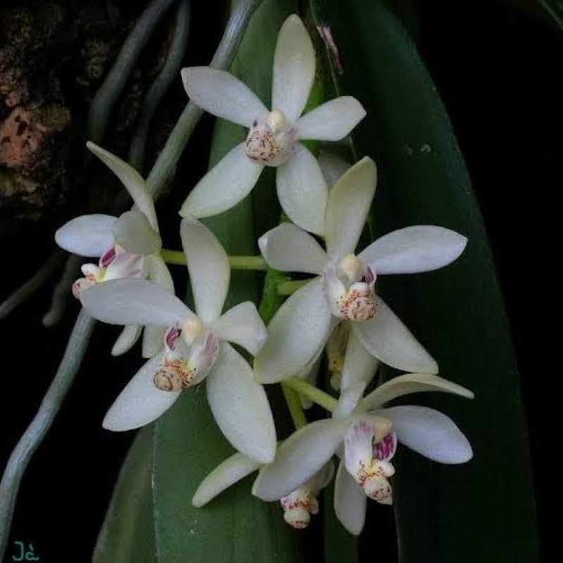 Anggrek pteroceras pallidum | Anggrek bulan mini | bulan spesies | Anggrek wangi