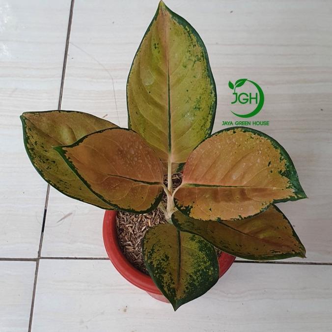 Aglonema Aglaonema Sultan Brunai Dewasa