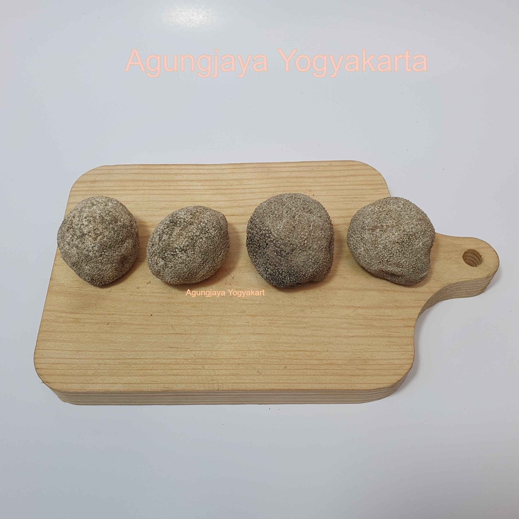 

Teripang Bola / Timun Laut / Hoisom / Sea Cucumber