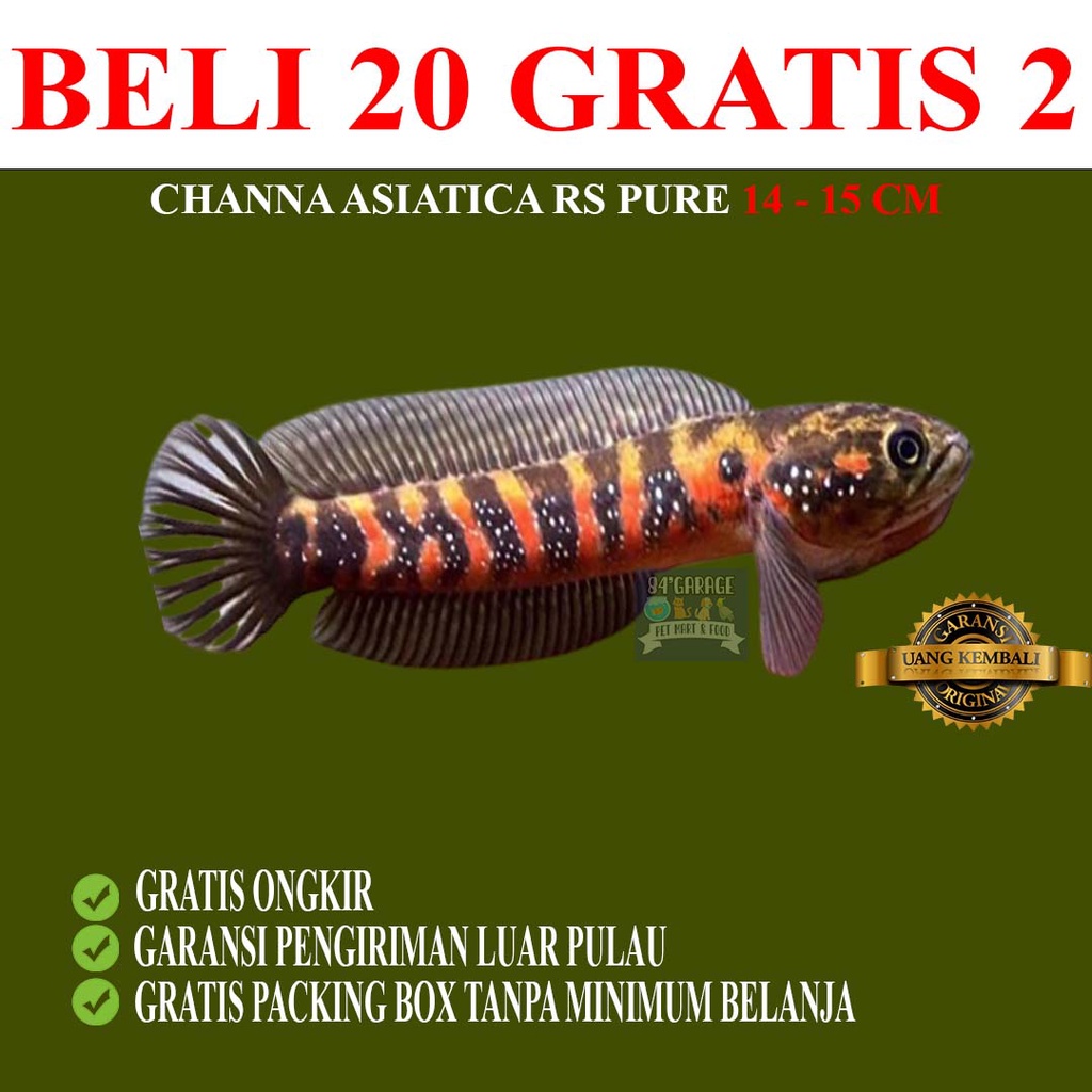chana channa (COD)  asiatica rs pure 14-15cm