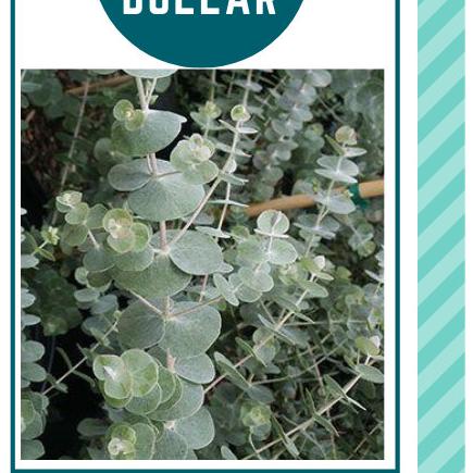 Daun Eucalyptus Segar Silver Dollar Import per batang