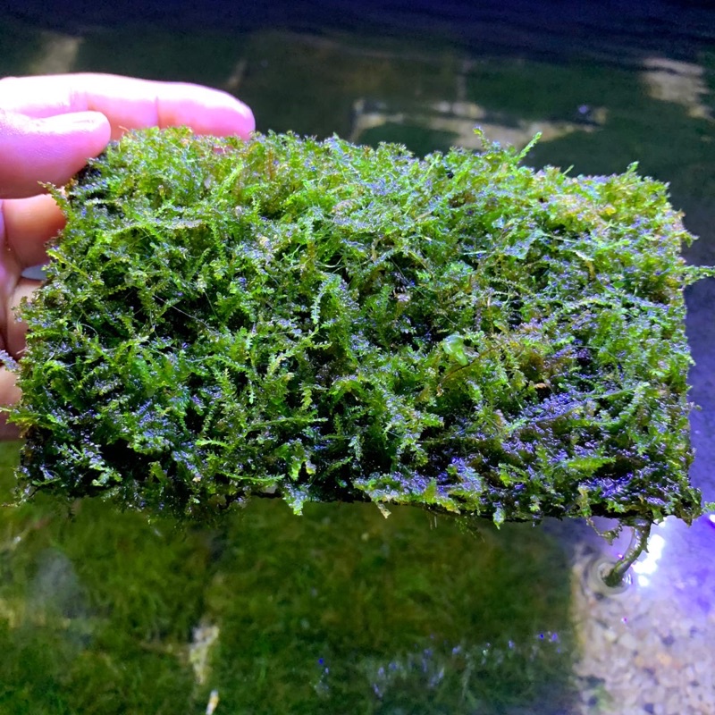 Moss Weeping Lempeng Pakis Besar Aquascape