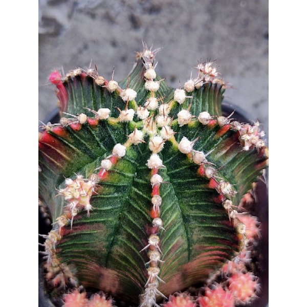 STARIFRE//MILO//MIHA LOKAL//KAKTUS HIAS//KAKTUS//KAKTUS MINI//SUKULEN//SUCULENT//OWNROOT//POTELAN//