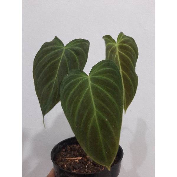 philodendron splendid