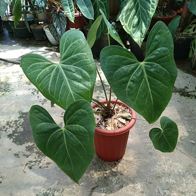 anthurium clarinervium hybrid