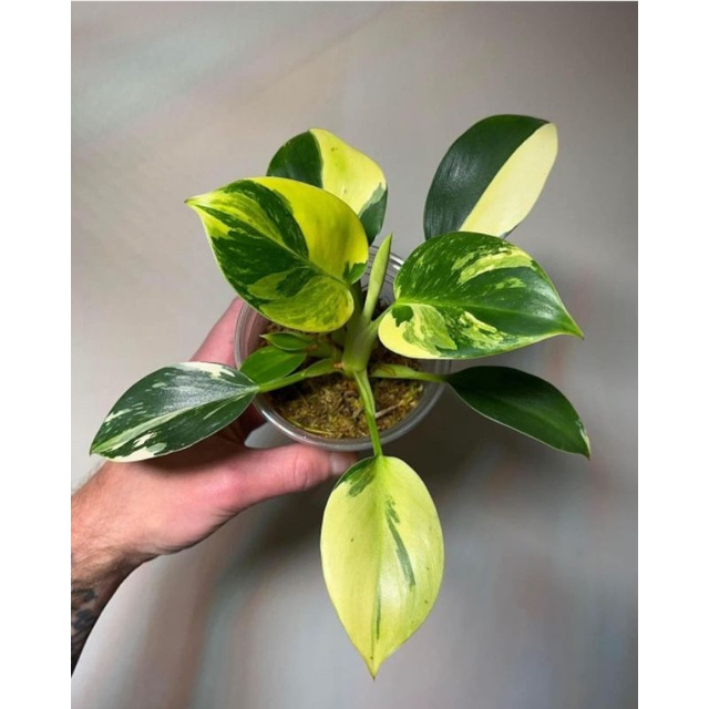 Philodendron Green Congo / Bunga Hias Green Congo - Philo
