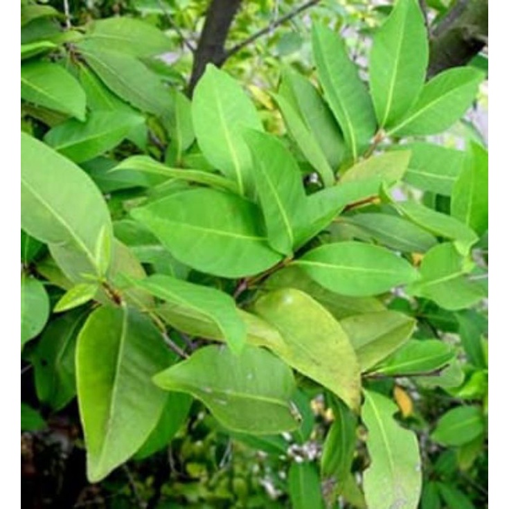

250 gram daun salam segar