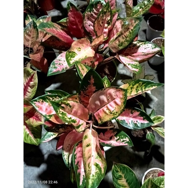 Aglonema kochin pink rumpun,Jumbo menor cakep