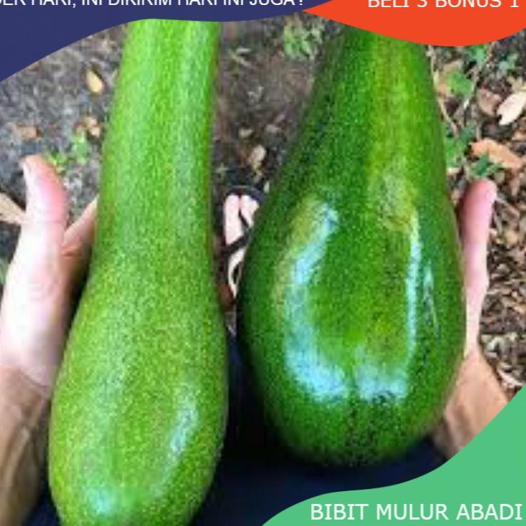 Langsung Atc Bibit alpukat Aligator super / bibit alpukat aligator jumbo