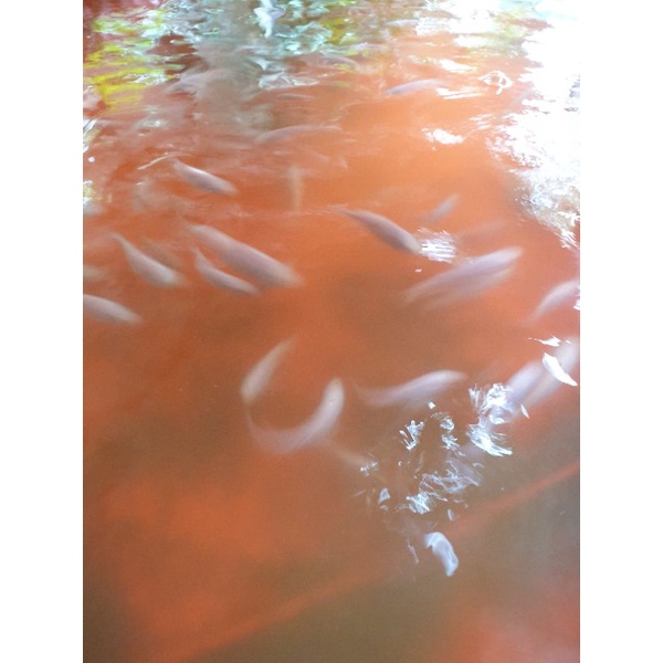 

Bibit Ikan Nila 3 Jari