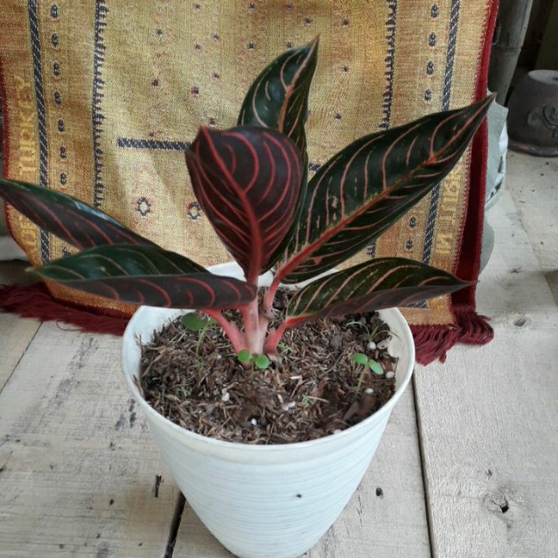 Aglonema pride of sumatra