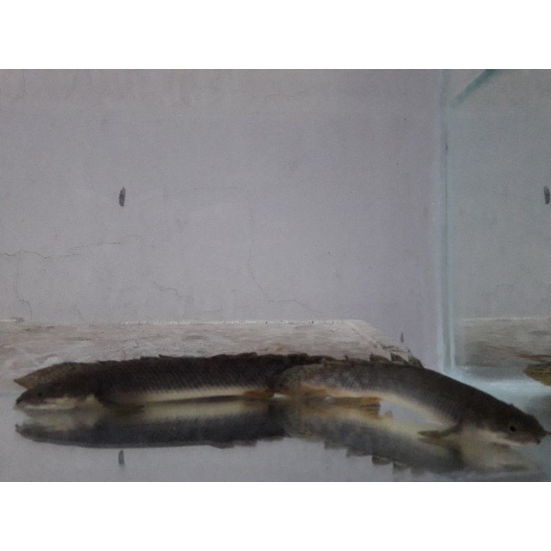 Jual palmas polli (polypterus polli) 1213 cm Shopee Indonesia