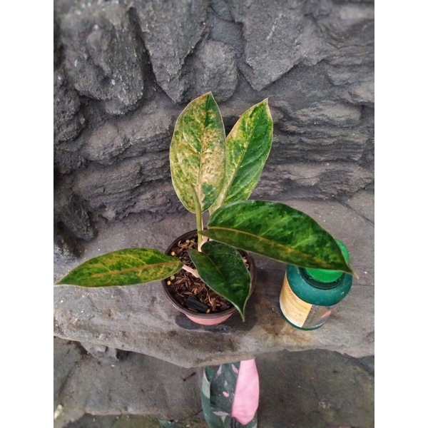 Tanaman Hias Aglonema Tembaga Greg Real Pict