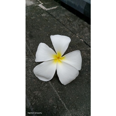 plumeria singapore white putih wangi sekali