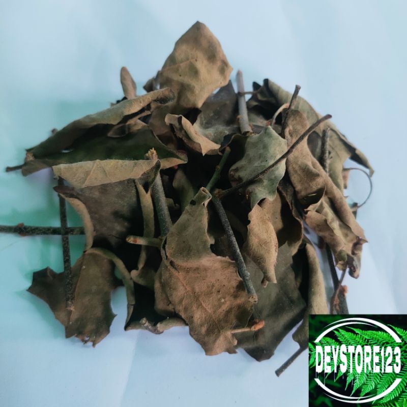 

Benalu pohon kopi Asli 250 Grm