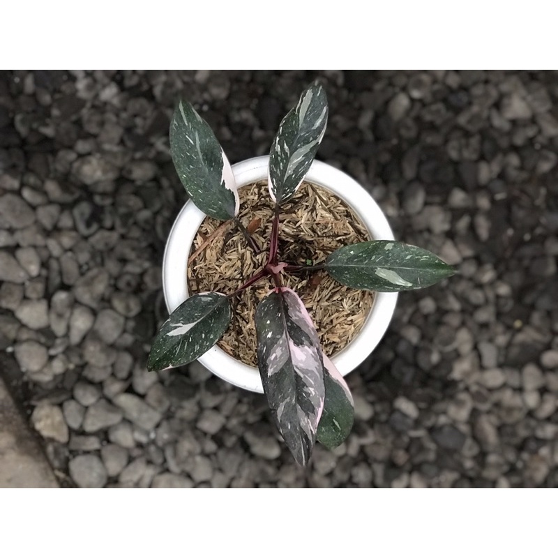 philodendron anderson