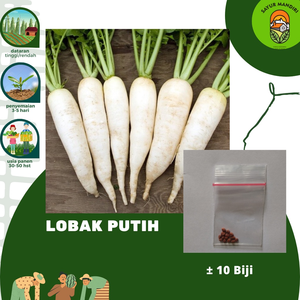 Benih Lobak Putih Seribuan