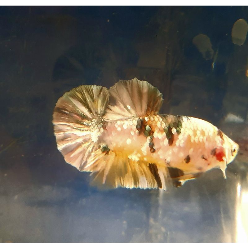 

yellow koi cooper