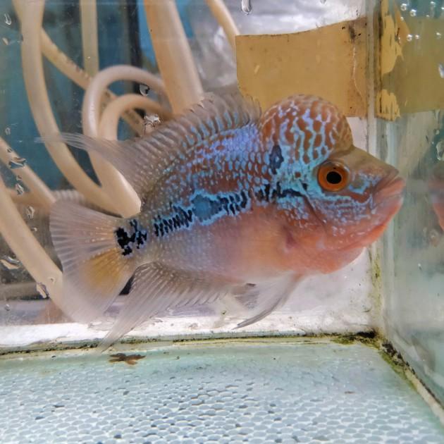 ikan lauhan srd