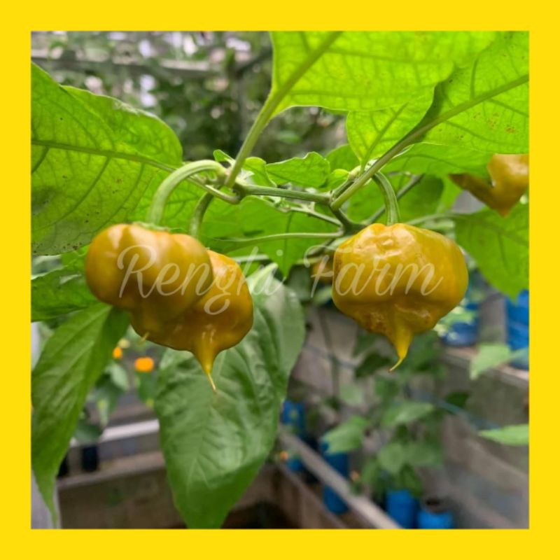 Buah Cabai CAROLINA REAPER MUSTRAD jenis cabai terpedas