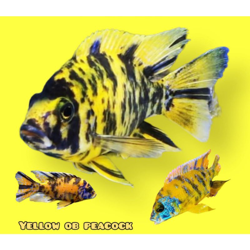 Cichlid Yellow OB Peacock