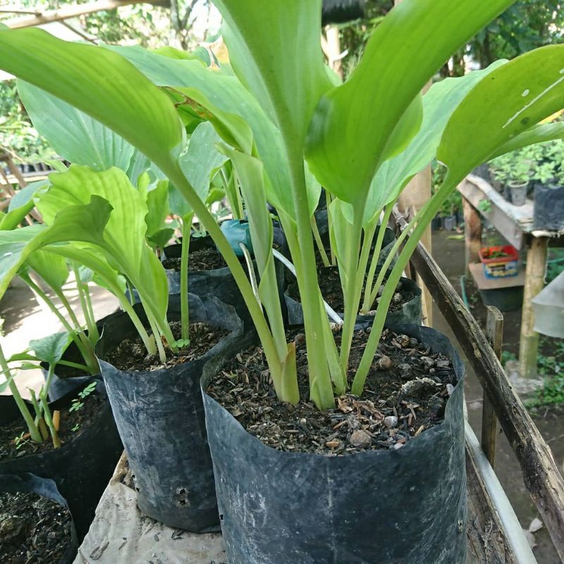 bibit kunyit hitam asli /bibit temu hitam original asli