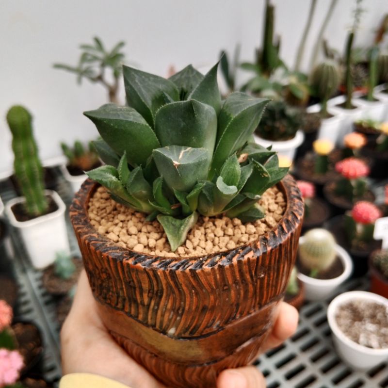 Haworthia pot clay