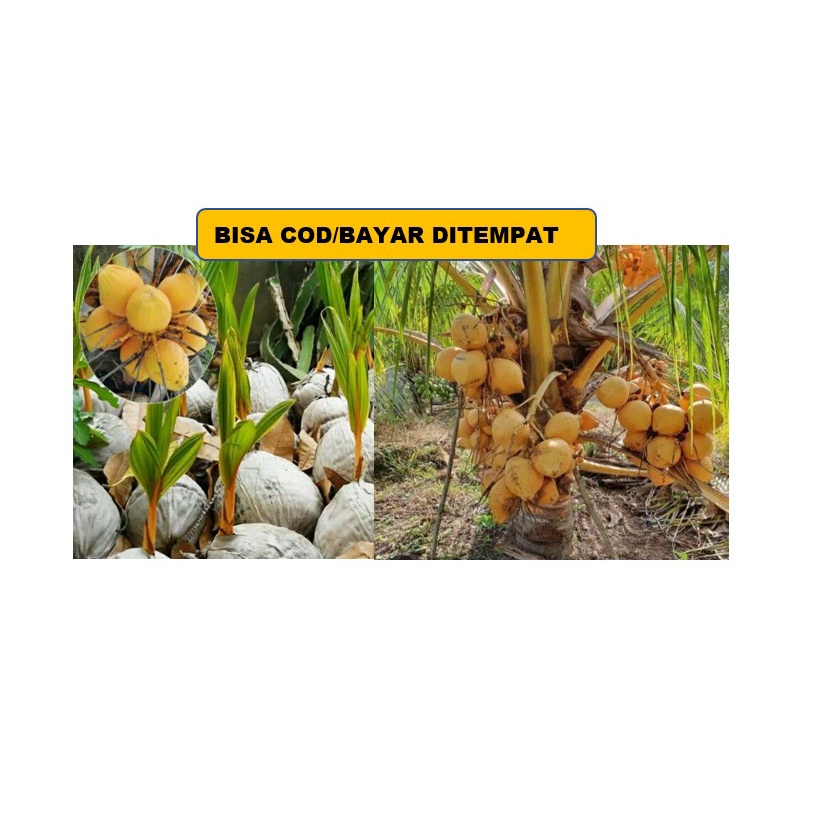 Bibit Kelapa Kopyor Genjah Hibrida Unggul Asli Pati