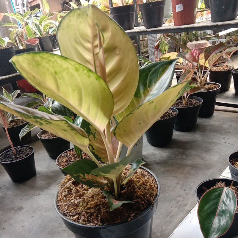 aglo sultan brunei ( SB)