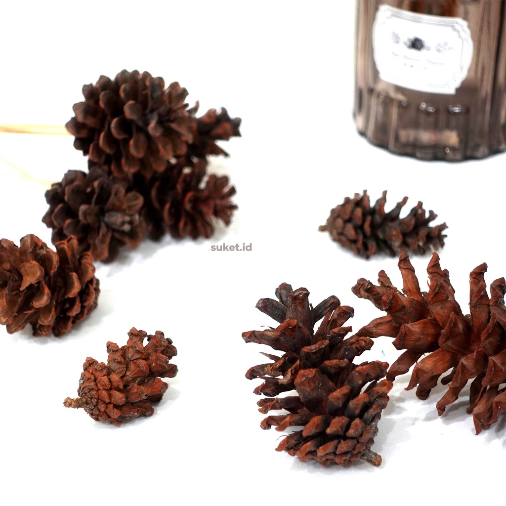 BIJI PINUS / BUAH PINUS