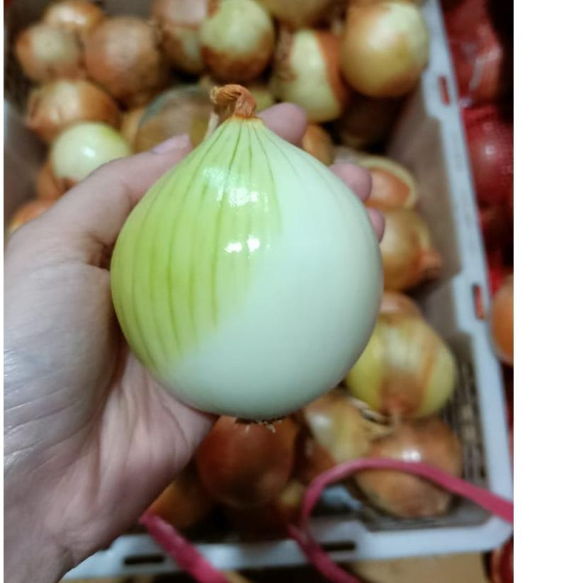 

↲ TERLARIS! BAWANG BOMBAI/ BOMBAY KUPAS 1 PCS ↓