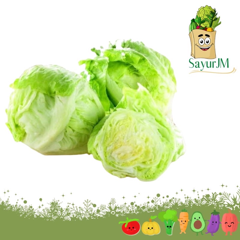 

SayurJM - Lettuce Head 400-600/ Sayur Lektus Segar / Sayur Segar / Sayuran Segar