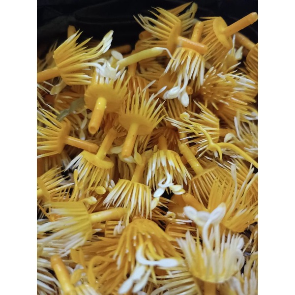 putik bunga putik sari capar