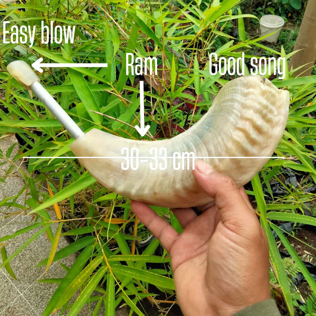 TERLARIS Tanduk domba Garut asli SHOFAR  easy blow || good song ||KERAJINAN shofar bahan trompet