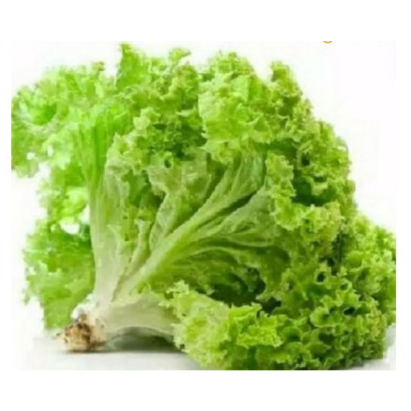 

Selada Hijau Hidroponik 250 gr