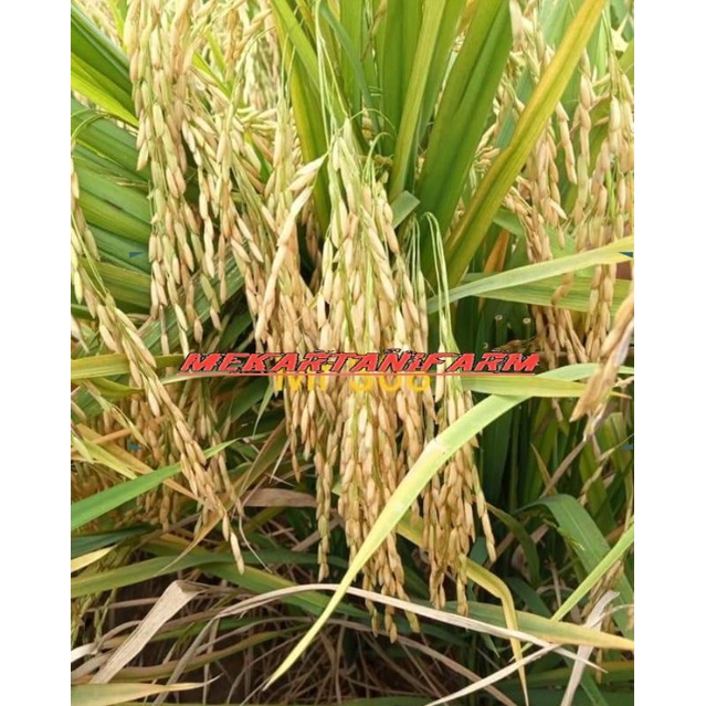 BENIH PADI MR308 5KG NEW