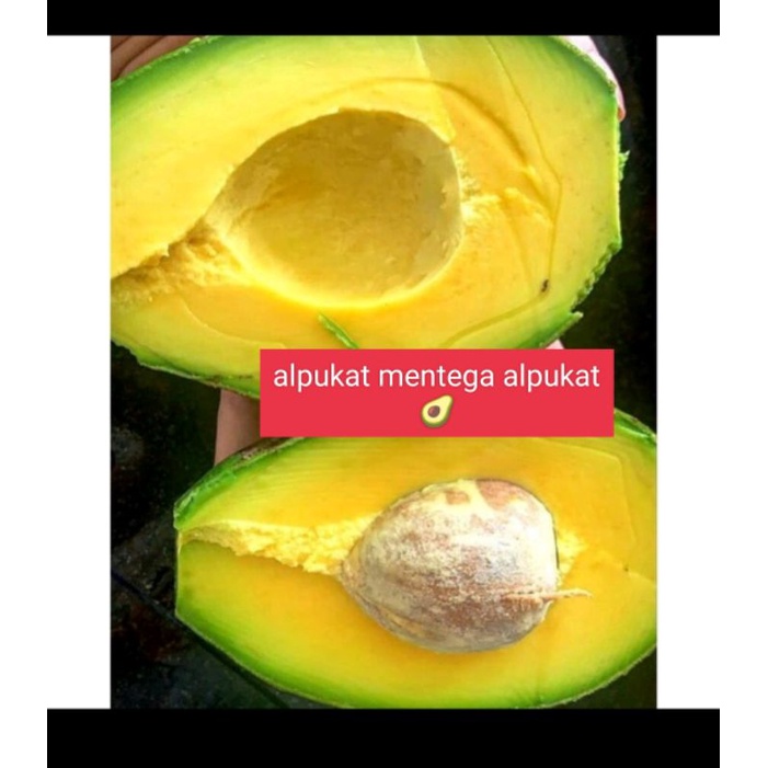 

buah Alpokat mentega per 1 kg buah