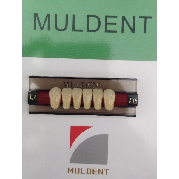 GIGI PALSU / GIGI MULDENT - DEPAN BAWAH / PER BARIS ISI 6PCS / UKURAN L7 : A3.5