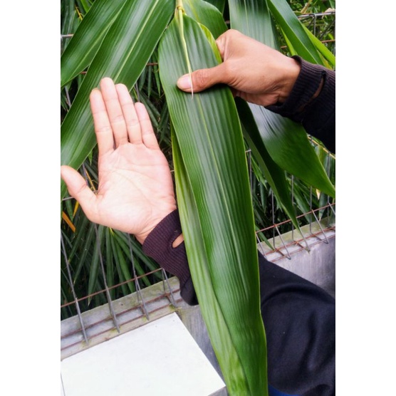 

daun bambu bungkus bacang per 10