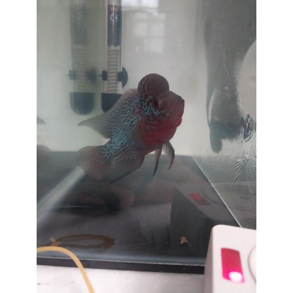 Louhan aktif + jenong