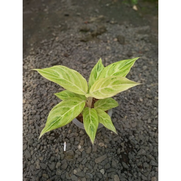 aglonema Lipstik white