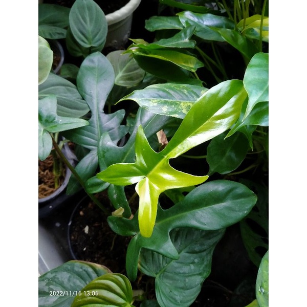 Philodendron Florida Beauty varigata