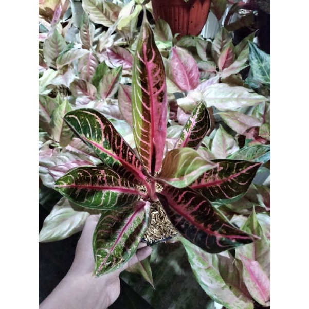 aglonema pride of sumatra (red Sumatra)