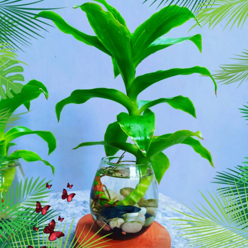 Tanaman hidup asli paket lengkap full isian hiasan meja Callisia Fragrans untuk hiasan ruangan resep