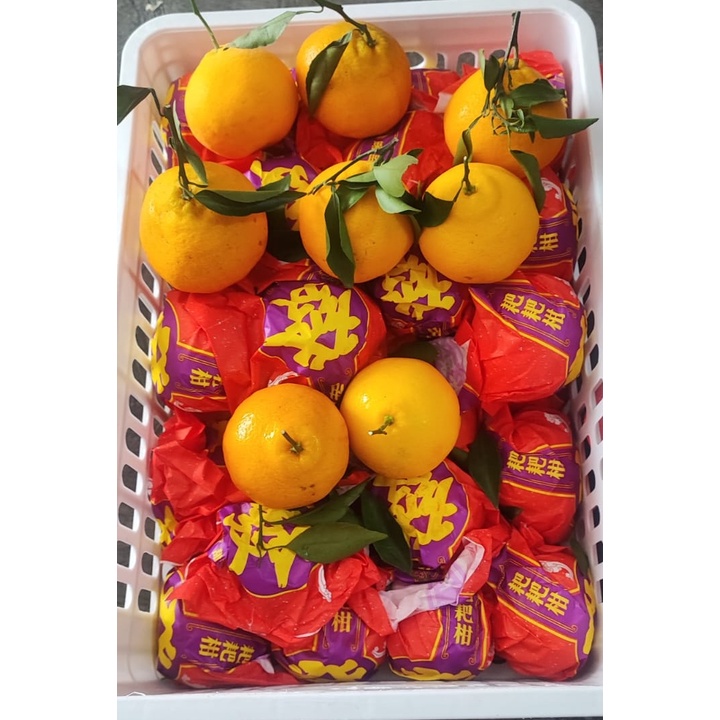 

LOLA Langsung Order Langsung Antar Jeruk Dekopon Papagan Chun Jian IMPORT 900 gr - 1 kg